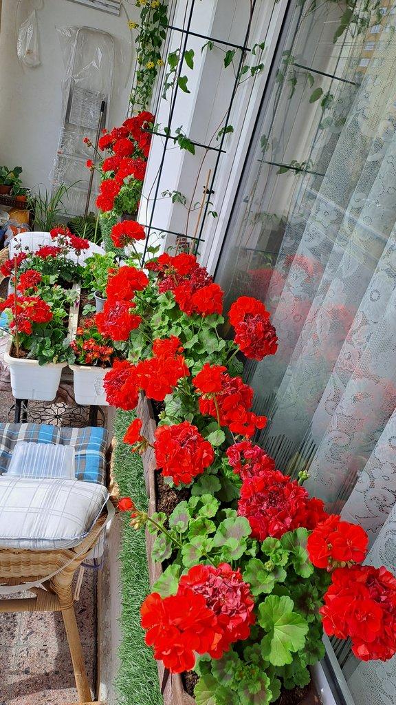 TRUHLÍKY S PELARGONIEMI ZONALE + voskovka zdarma