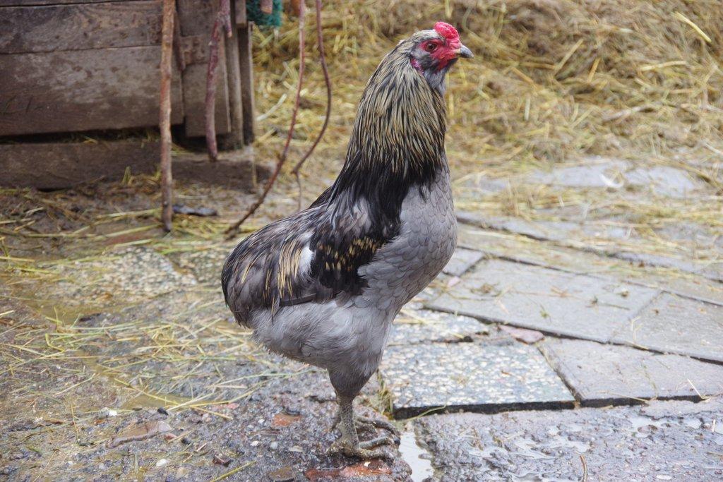 kohout araukana
