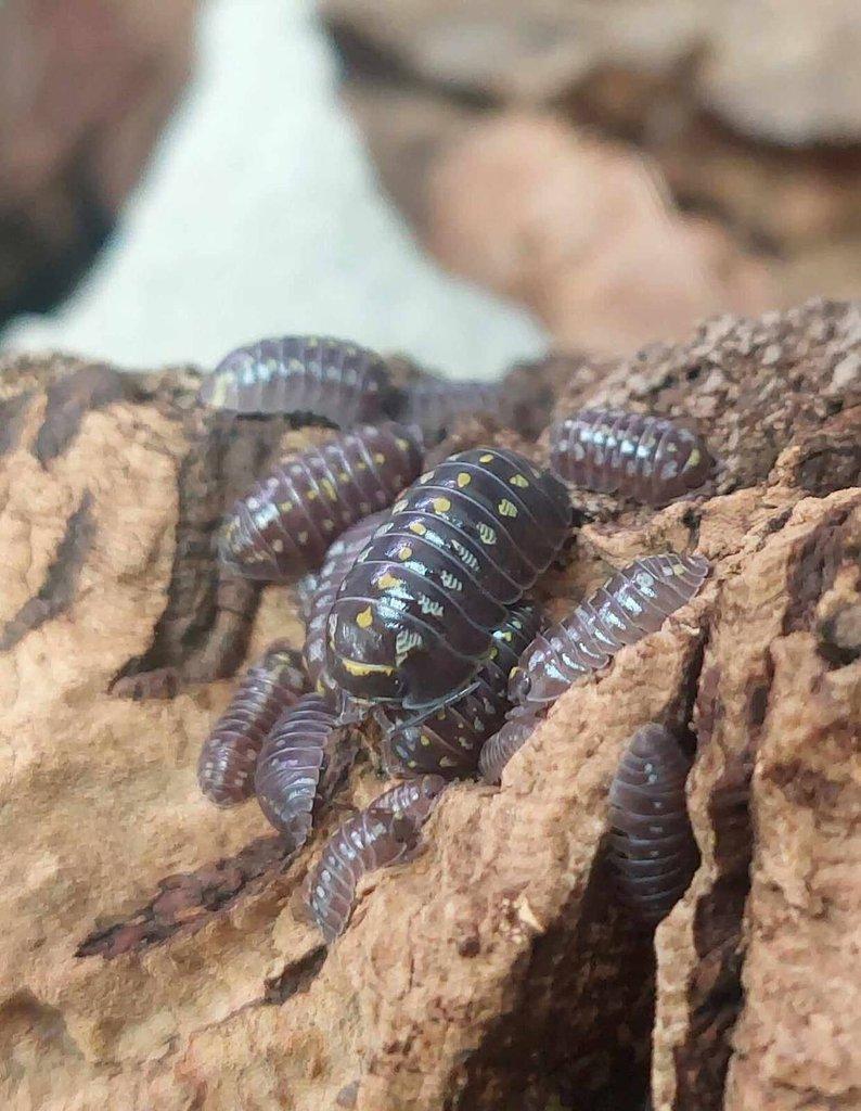 ISOPODA - Hobby druhy - aktualizovaný seznam
