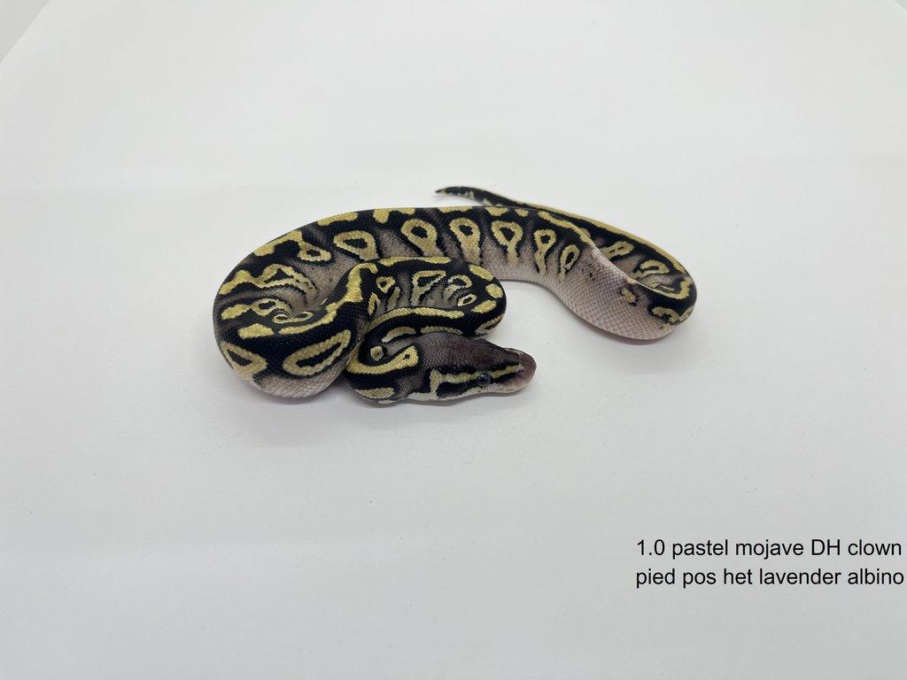 Krajta královská (Python regius)