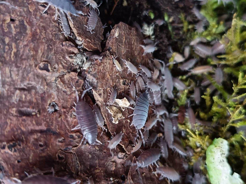 Stínky Porcellio laevis 'Dairy cow' a Porcellionides pruinosus