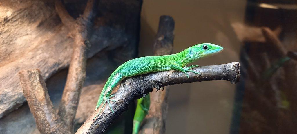 Gastropholis prasina