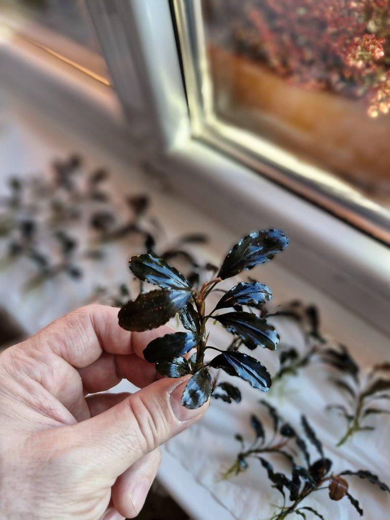Bucephalandra dark blue