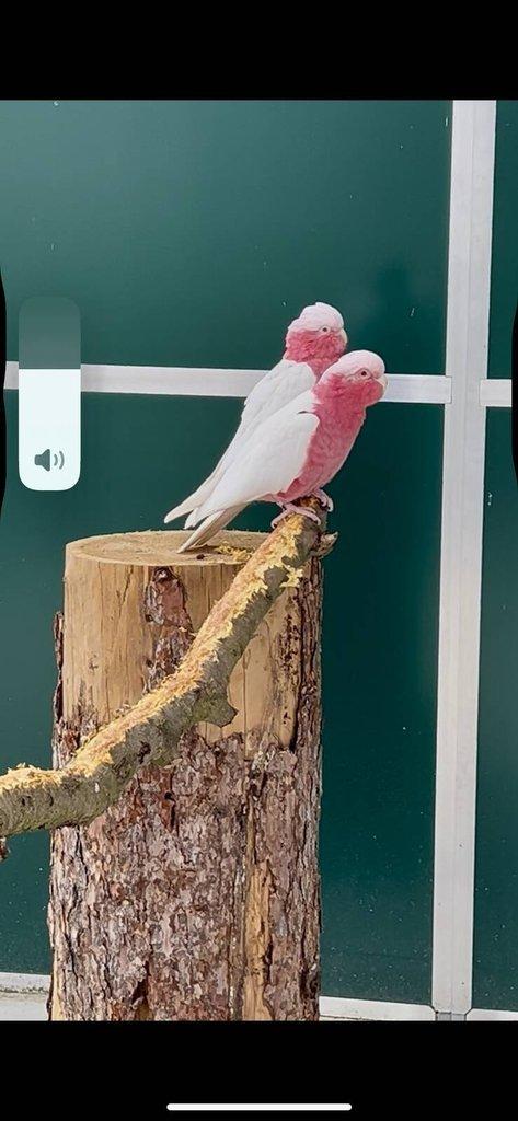 Kakadu růžový lutino