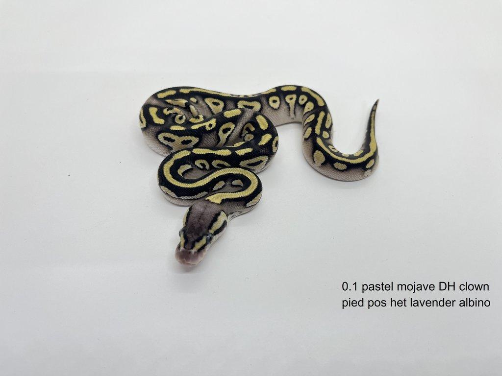 Krajta královská (Python regius)