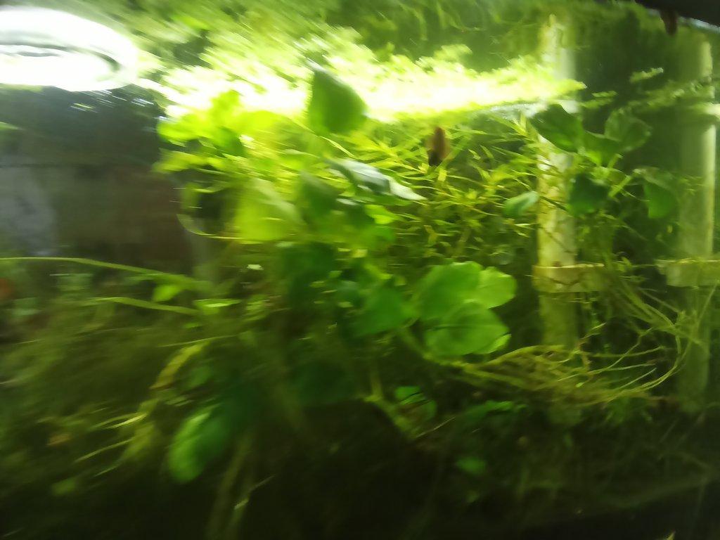Mechy a Anubias nana