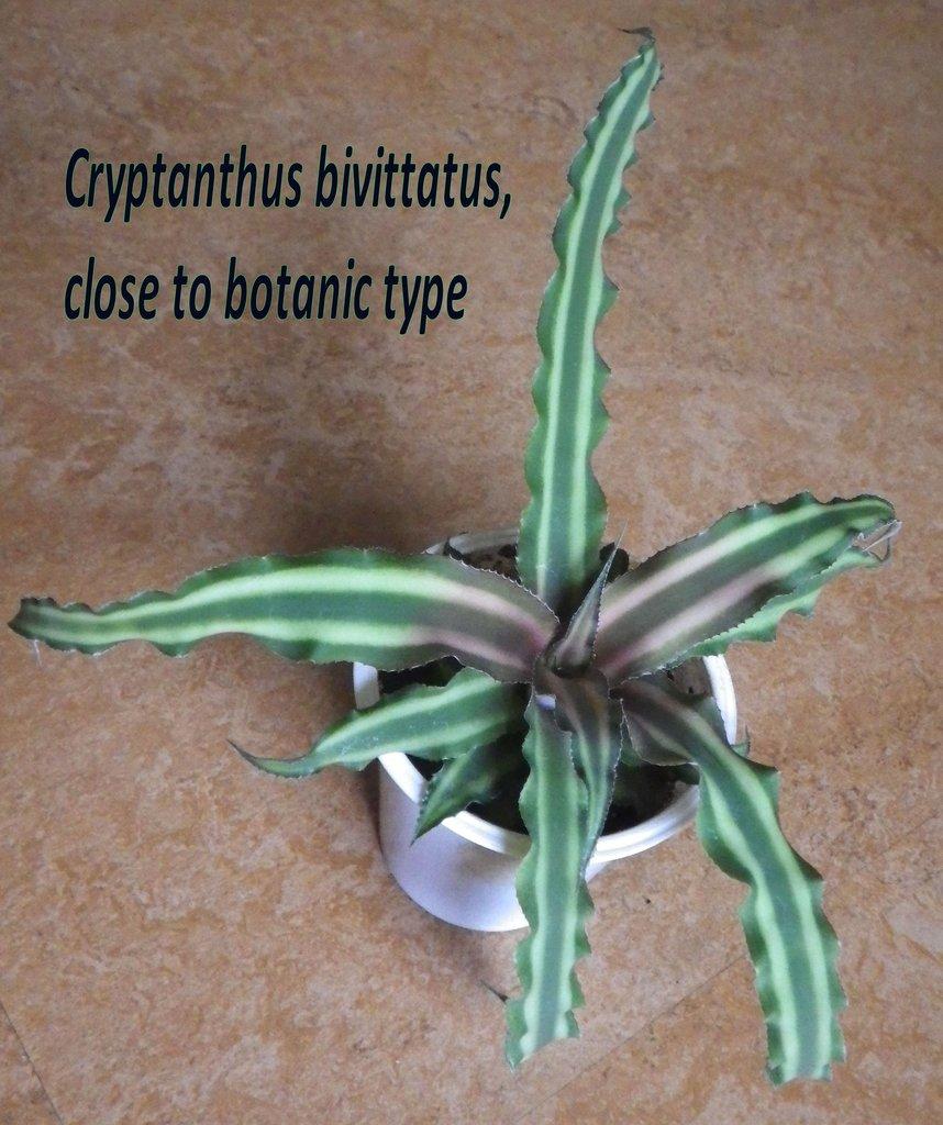 Terarijní bromélie Cryptanthus