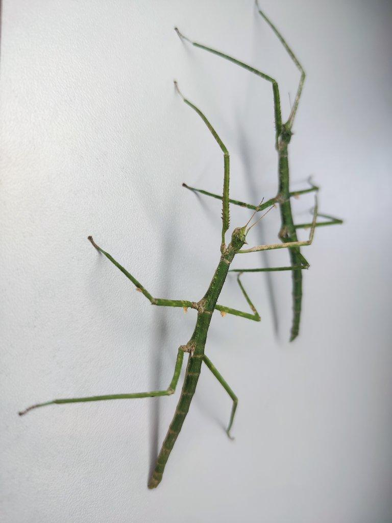 Medauroidea extradentata