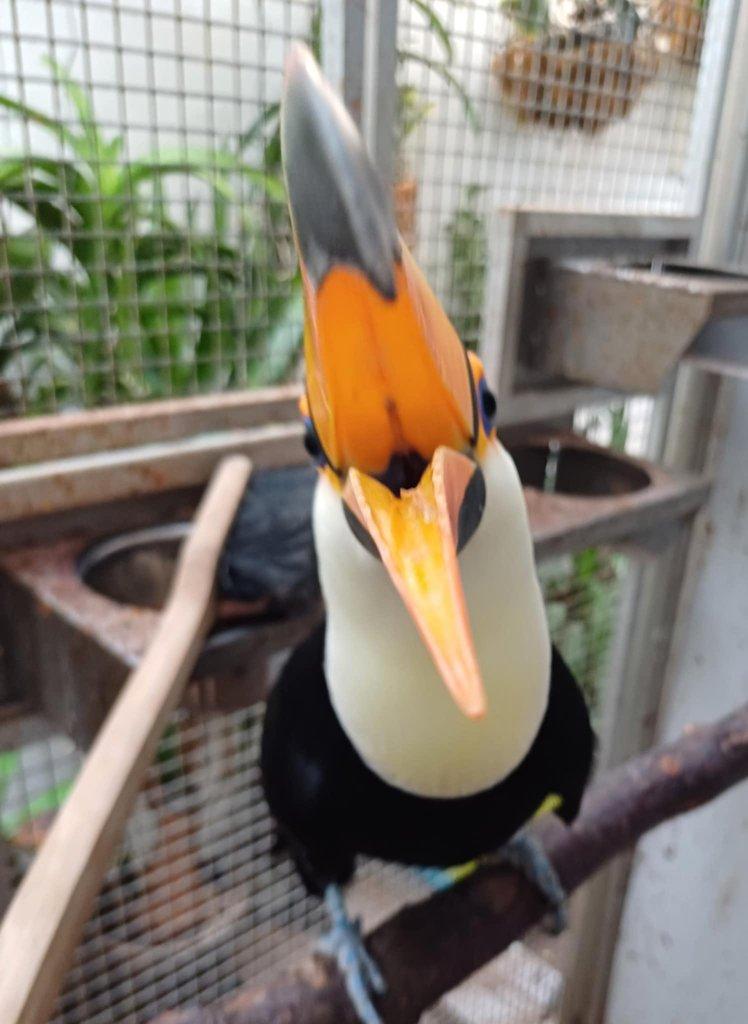 Tukan obrovský - Ramphastos toco, 0,1