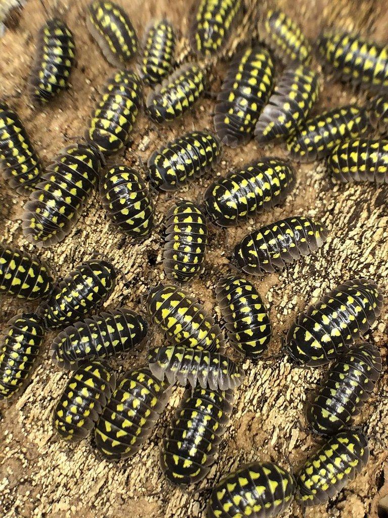 Armadillidium gestroi