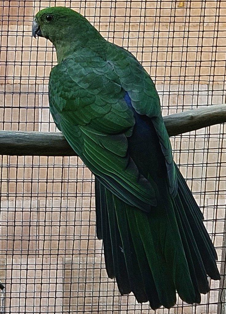 Papoušek královský