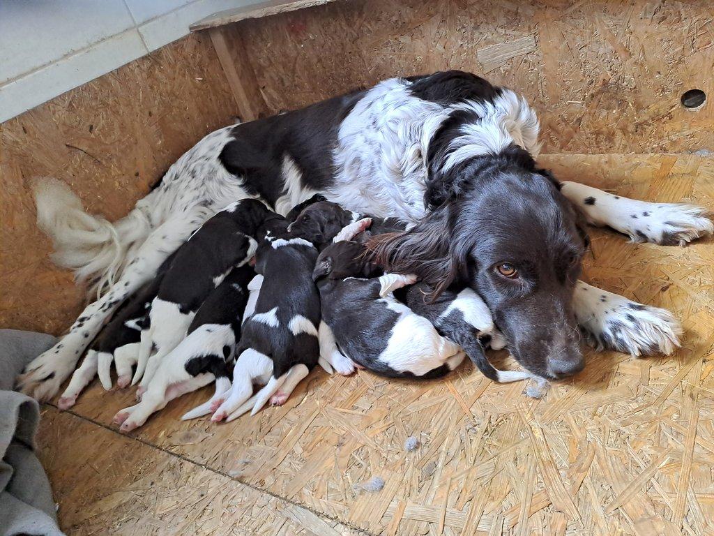 Chovatelská stanice Z Dlouhé jámy zadá štěňata MMO