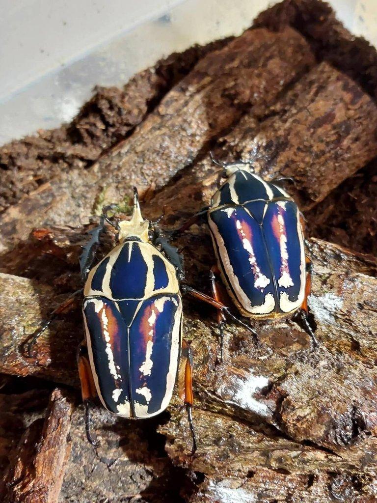 Nabídka imag a larev vybraných druhů brouků - Aktualizováno