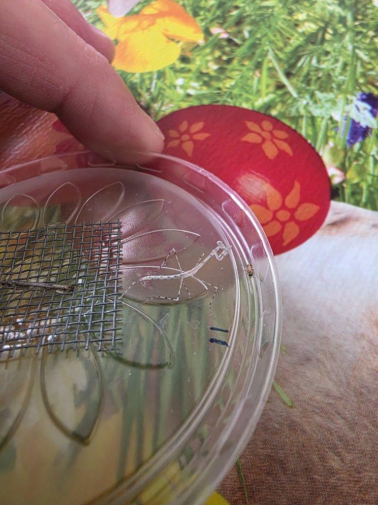 Leptomantella sp. 2 svlek