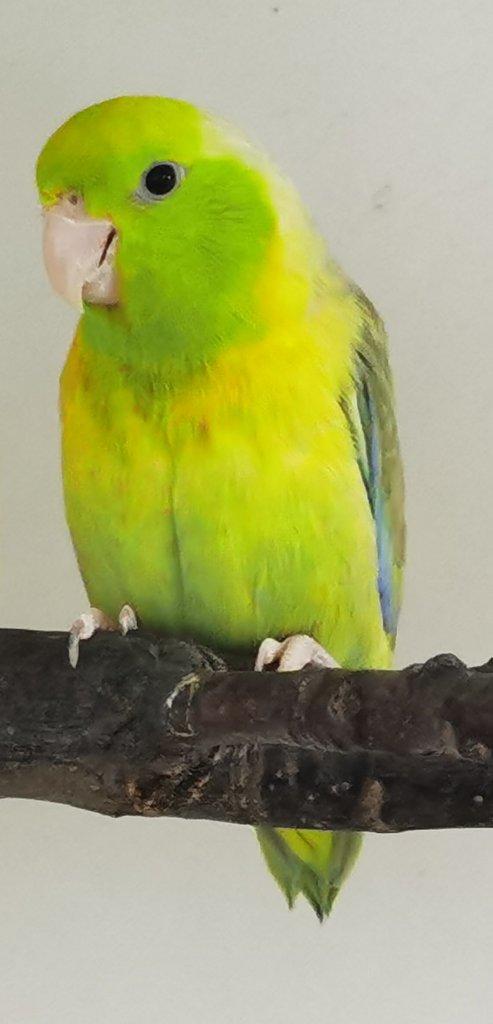 Papoušíček šedokřídlý