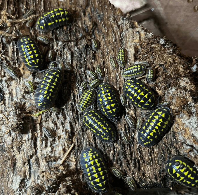Armadillidium Gestroi