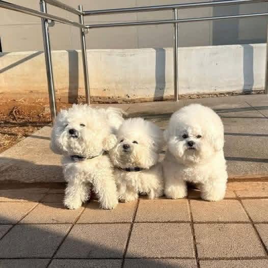 Prodáme rozkošného Bišonek