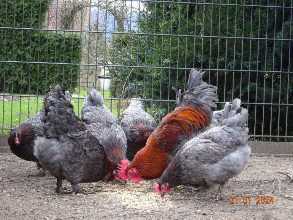 Maranska 🥚🐣 (násadová vejce i kuřátka)