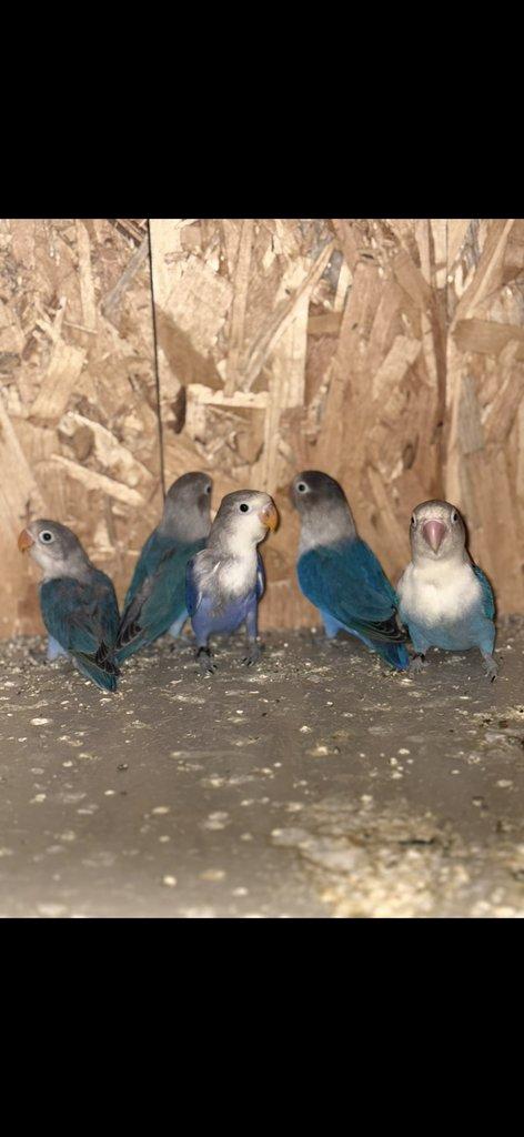 Prodám Agapornis Fischerův