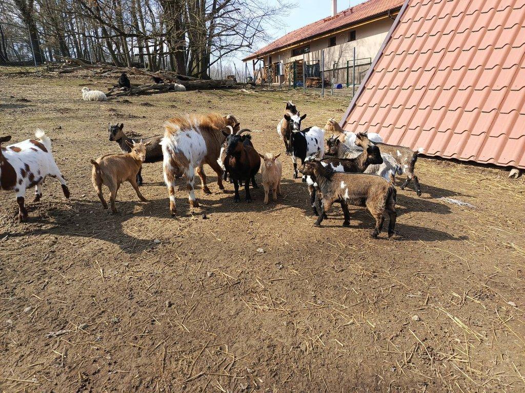 Holandské zakrslé kozy