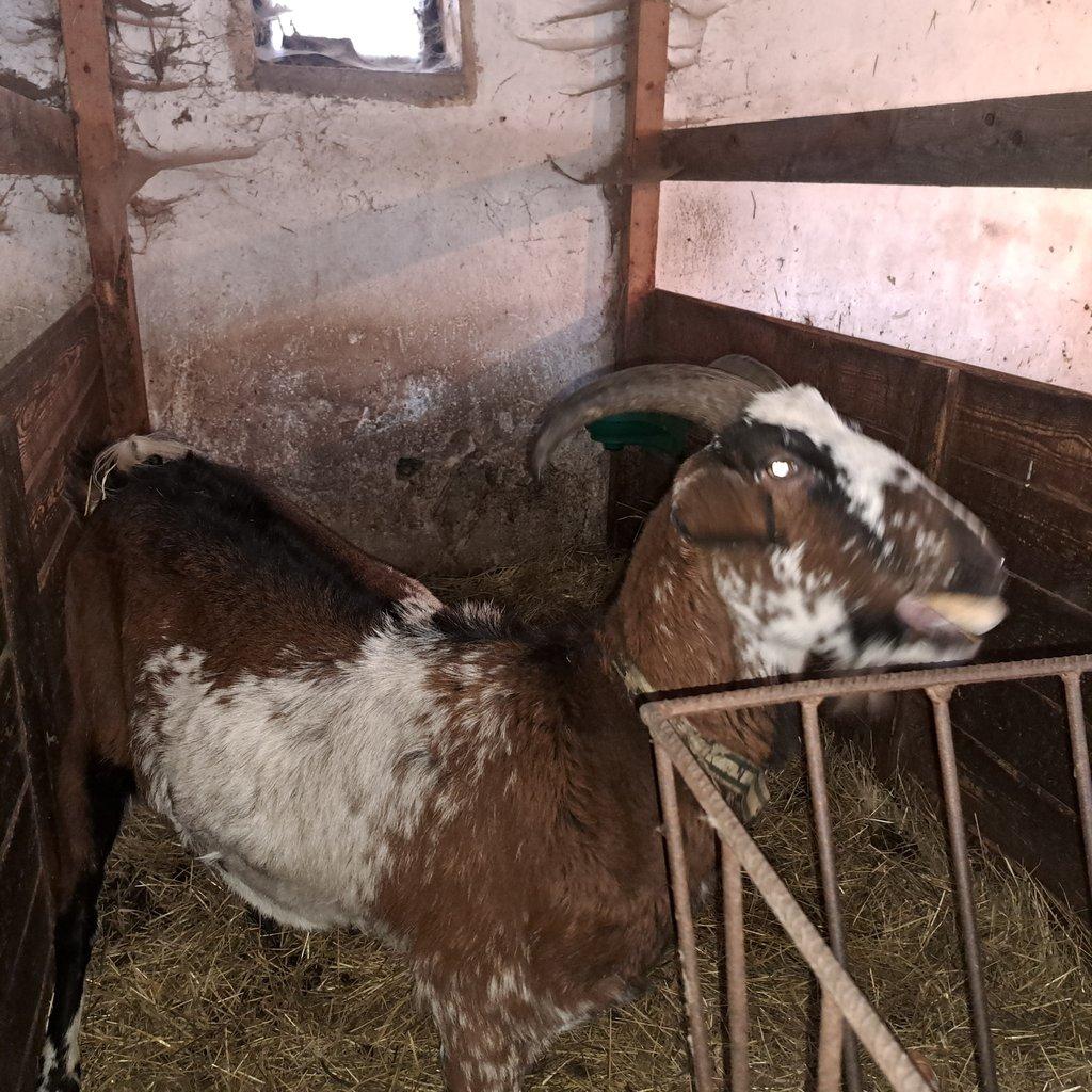 8 letý kastrovaný kozel