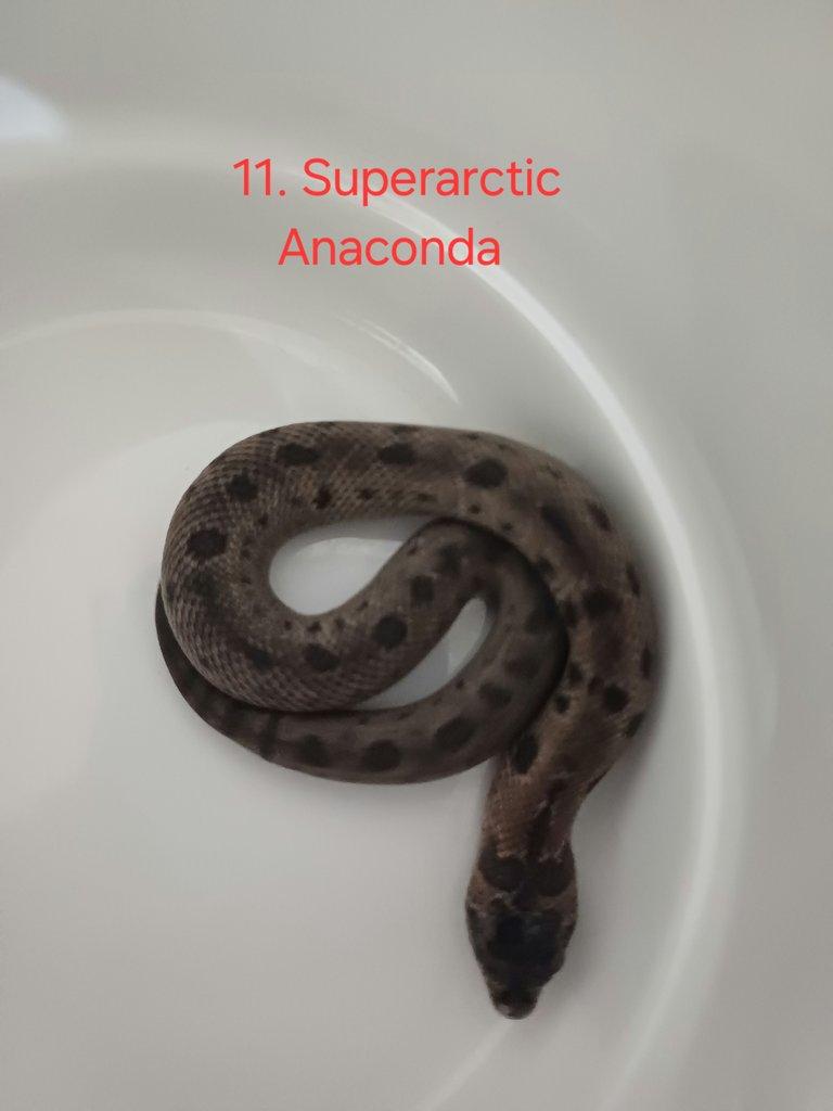 Heterodon