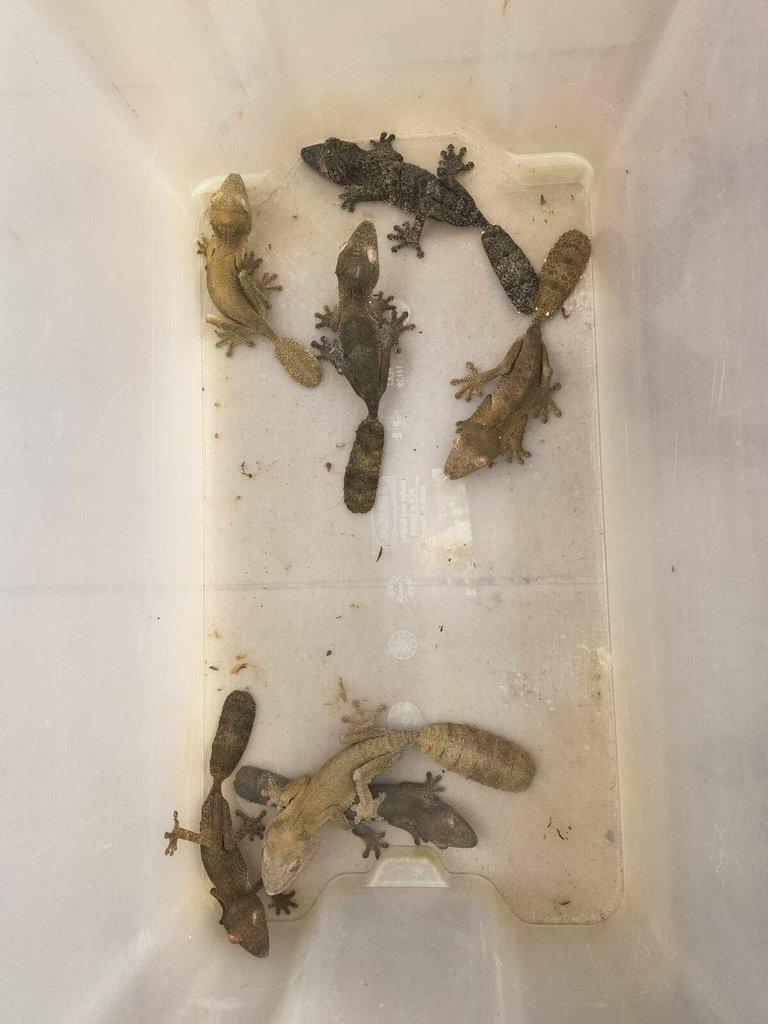 Uroplatus henkeli 0,0,3