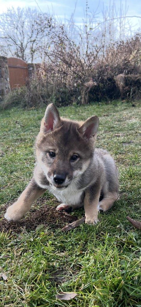 Shikoku štěňátko hledá milující domov