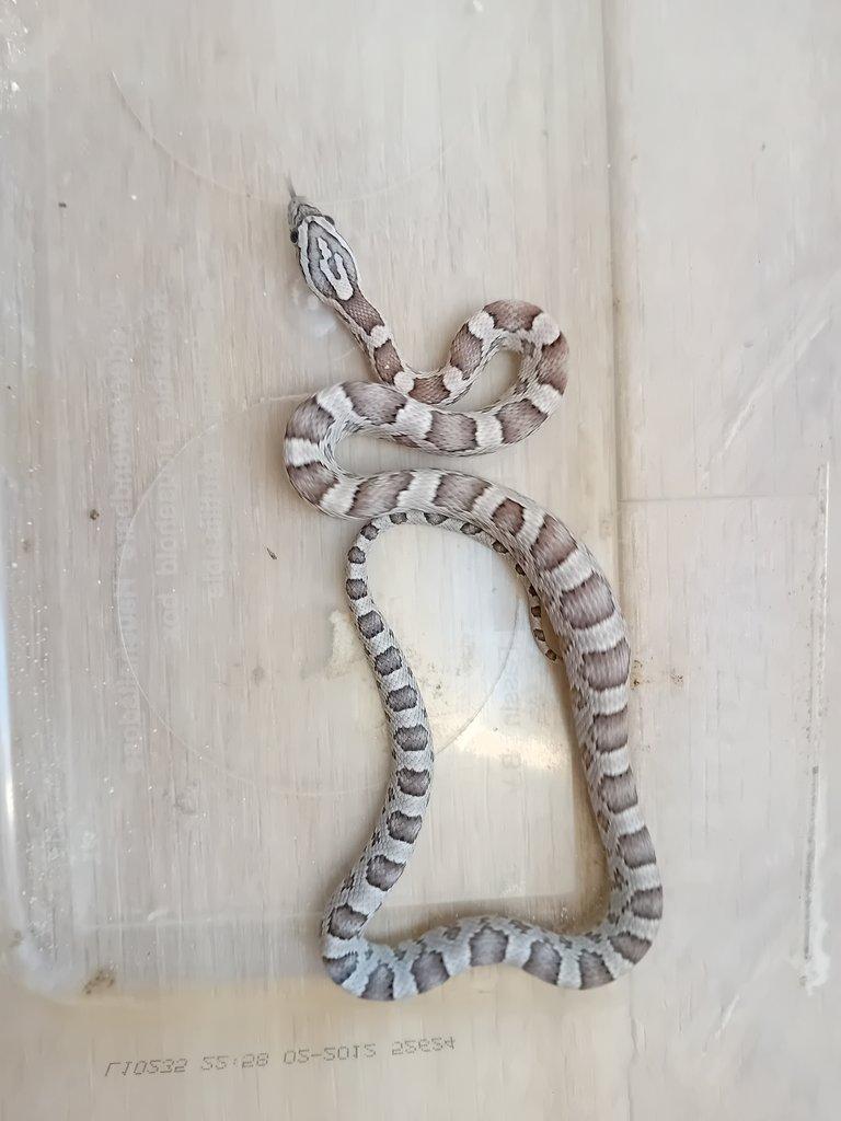Užovka červená het. Scaleless