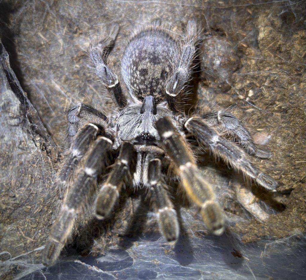 Posílám – G. pulchra, E. murinus, H. maculata, O. aureotibialis, C. versicolor...