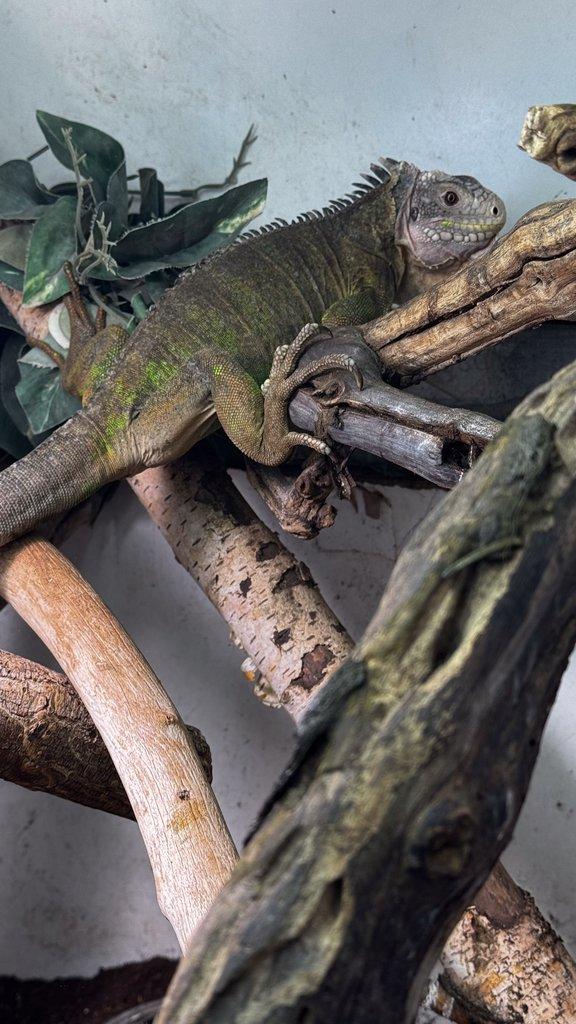 1.1 Iguana delicatissima NZ 9/2022