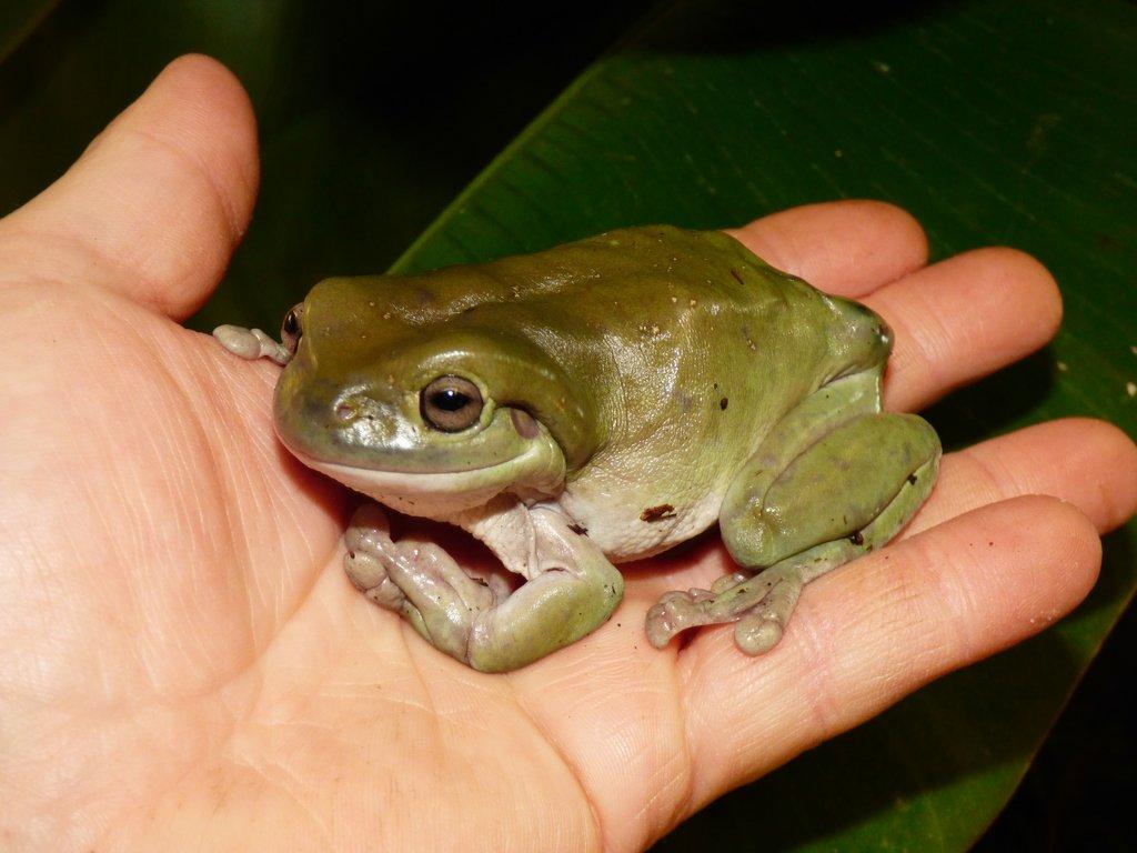 Rosnice siná (Litoria caerulea)