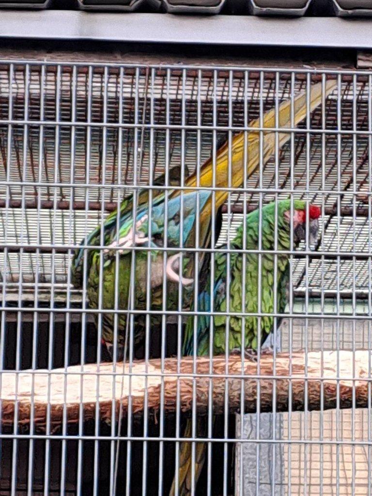 Ara