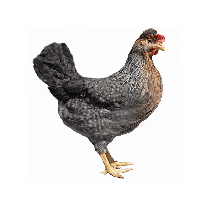 Kuřata , kuřátka nosnic Dominant