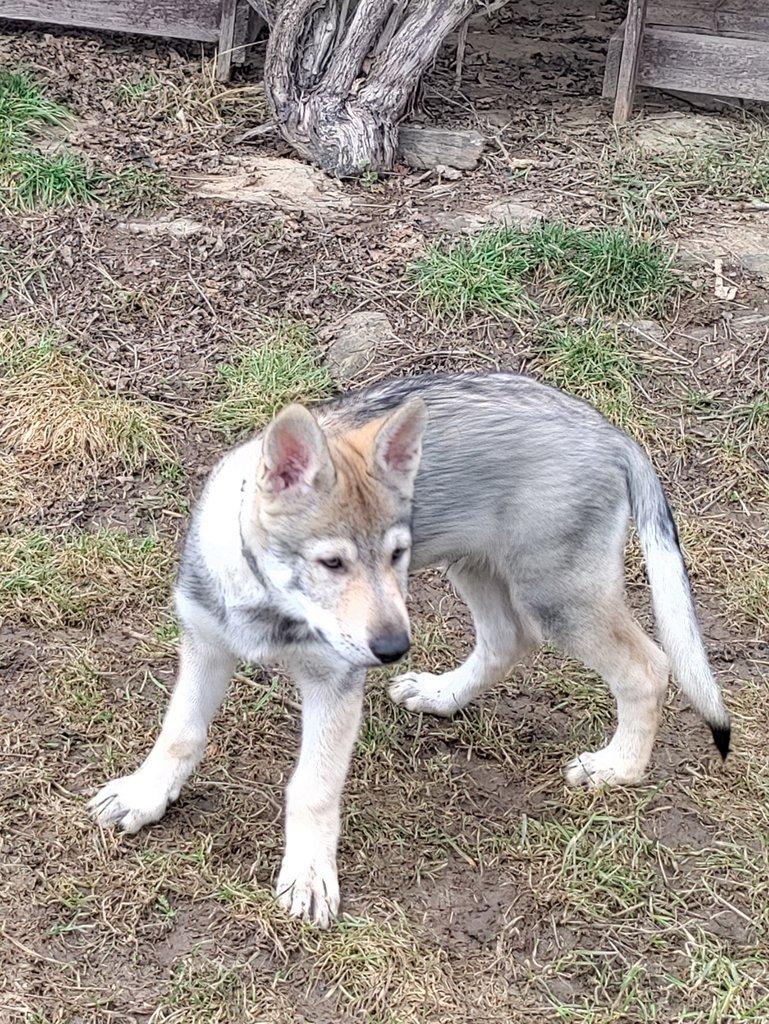 Československý vlčák s rodokmenem TOP spojení