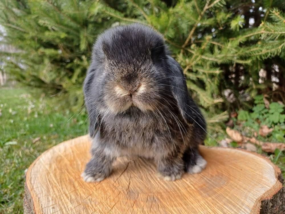 Mini Lop
