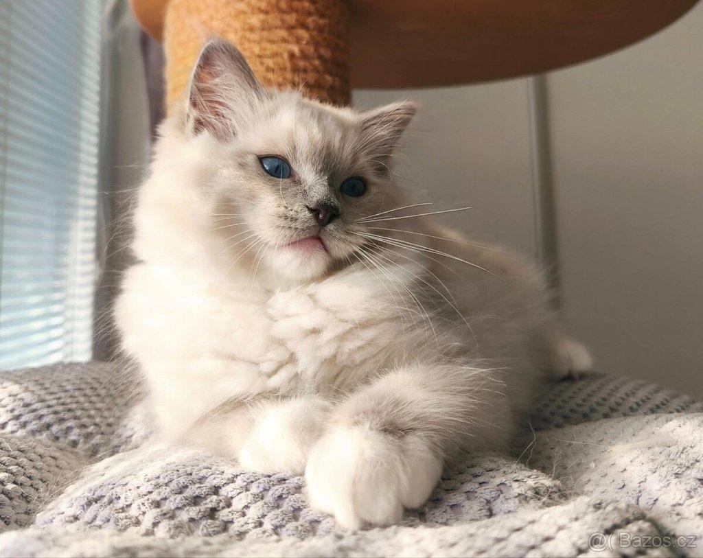 Ragdoll koťátko s PP (FIFE)