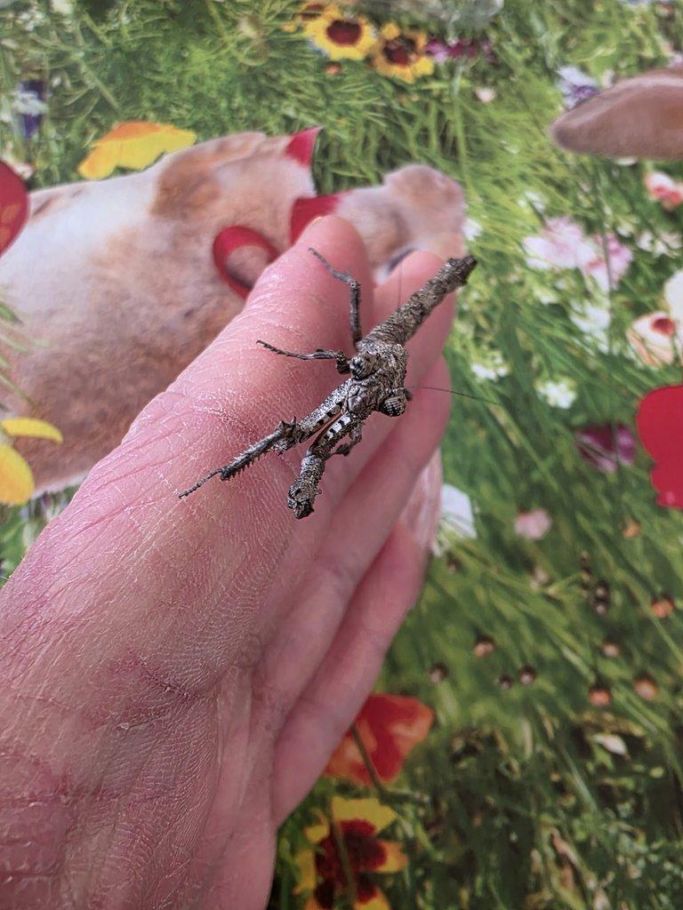 Popa spurca-určené páry