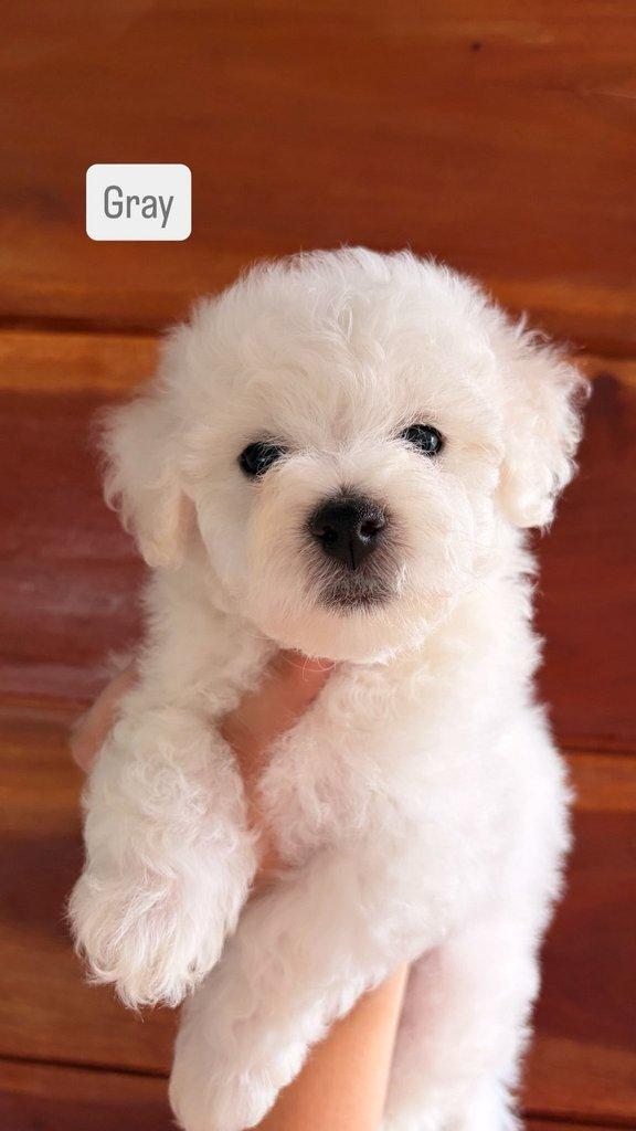 K dispozici Bišonek Frisé