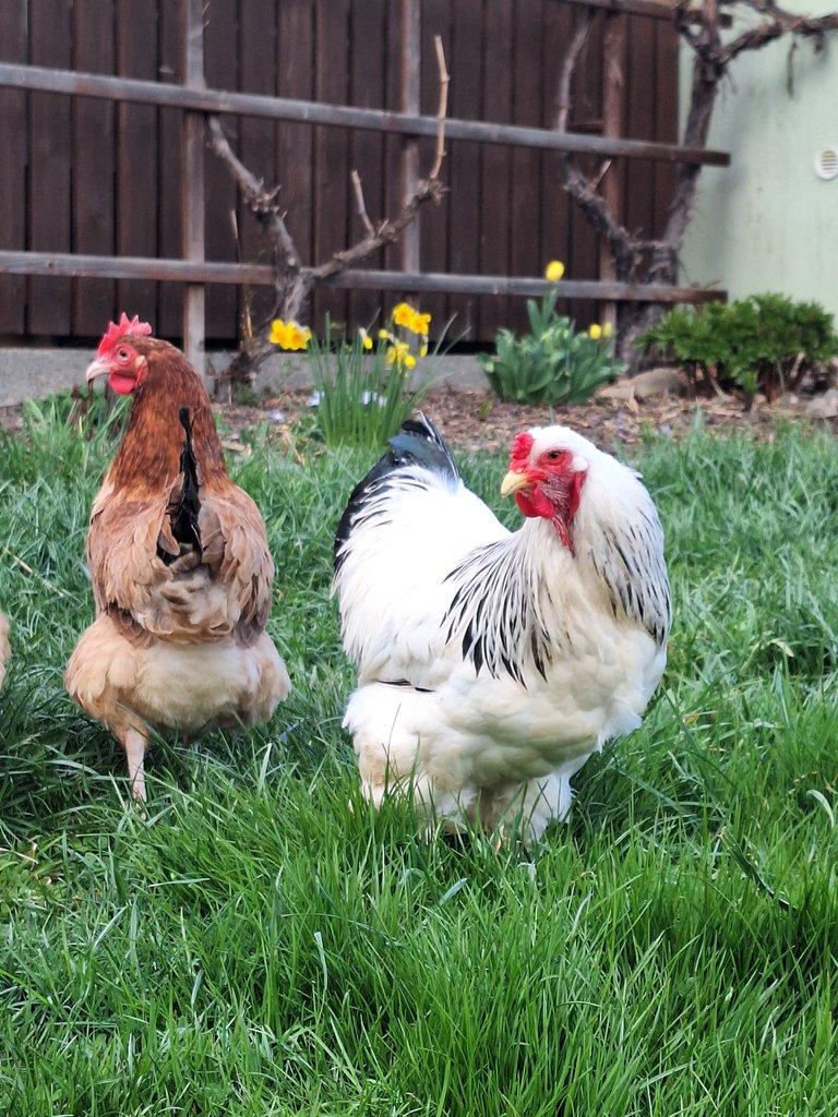 1.0 zdr. Brahmánka bila kolumbijská