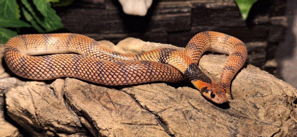 Aspidelaps lubricus cowlesi