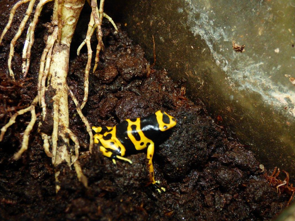 Pralesnička harlekýn (Dendrobates leucomelas)