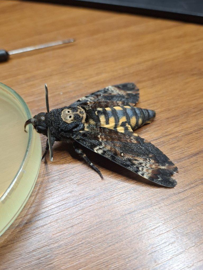 Lišaj smrtihlav - kukly