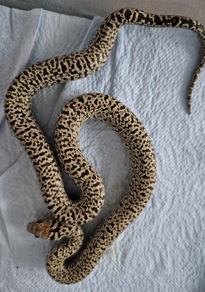 Mexicana ULTRAGRANIT NZ24