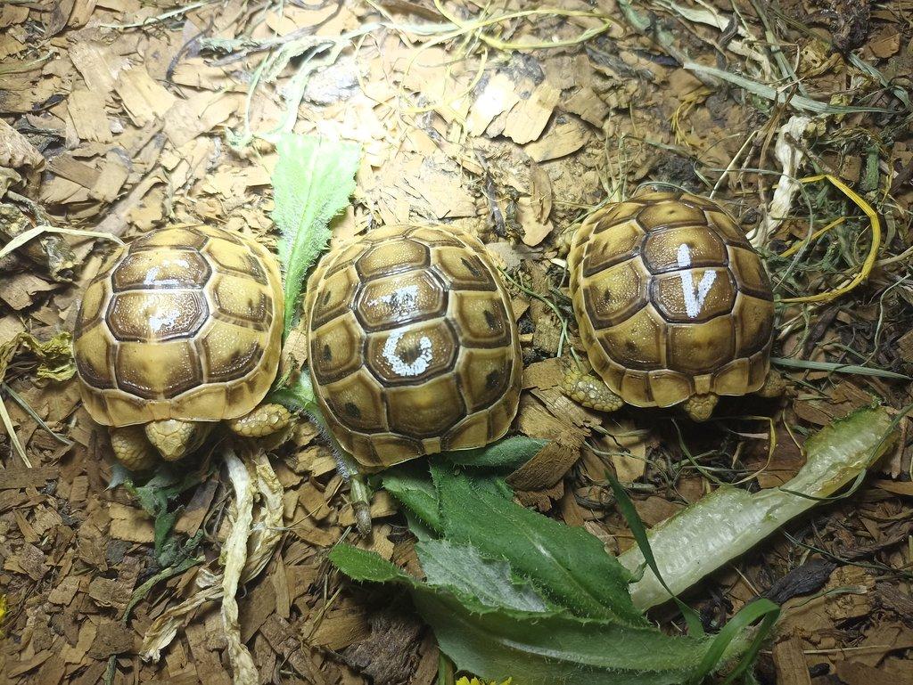 Testudo graeca terrestris