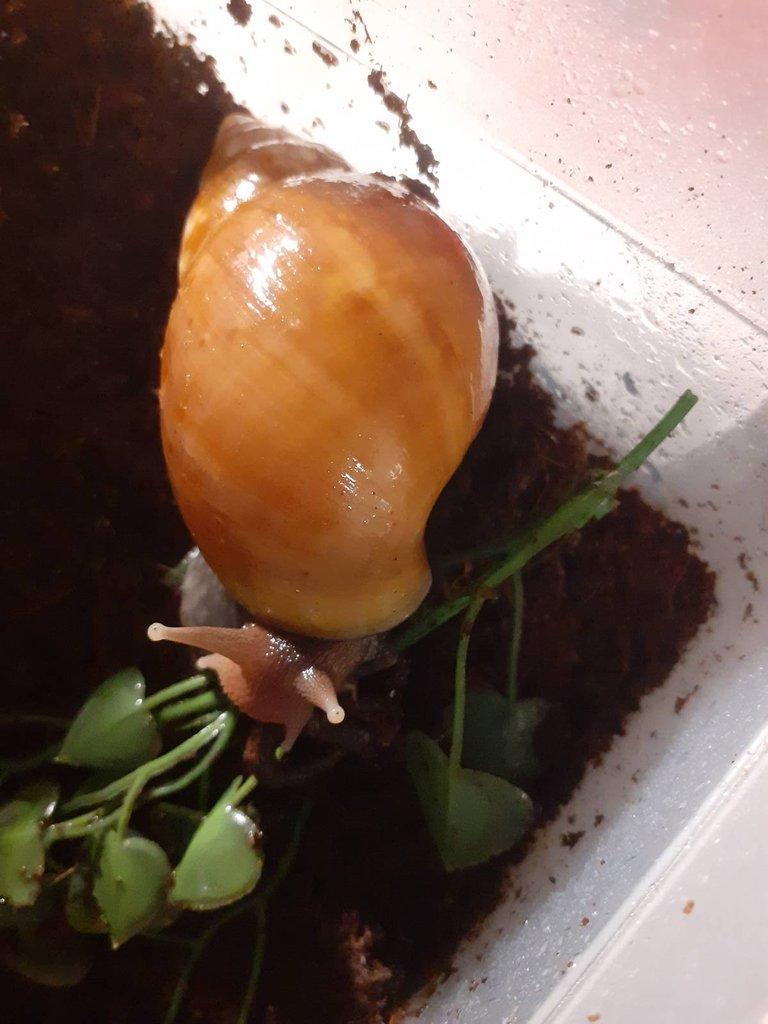 Lissachatina Fulica Madagaskar light caramel