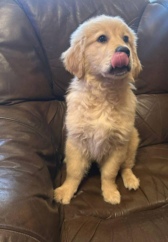 Zlatý retrívr, golden retriever