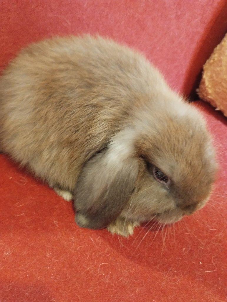 Prodám samečka zakrslého beránka minilopa