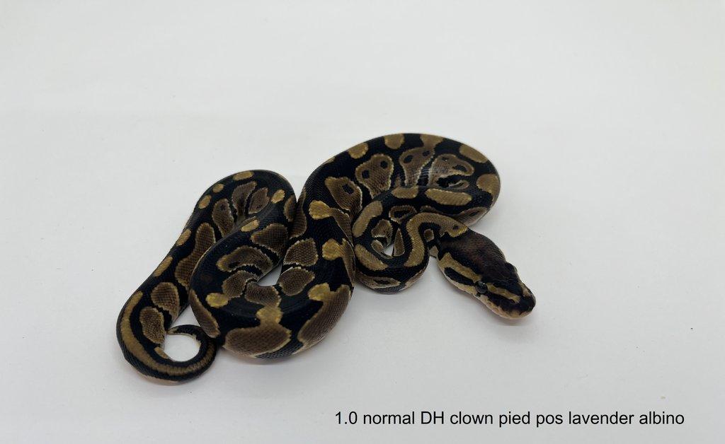 Krajta královská (Python regius)