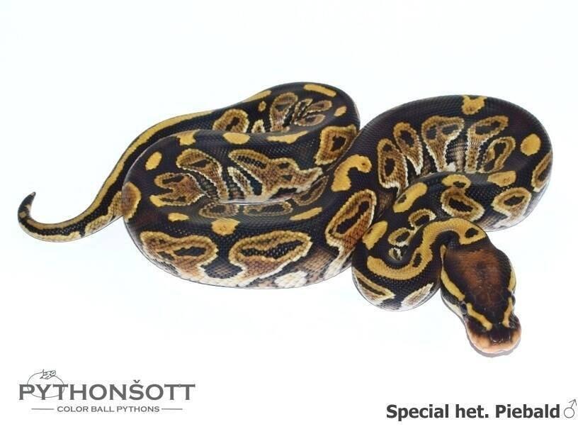 Krajta královská – mláďata z vlastního chovu